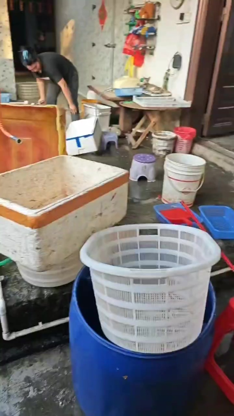 河虾新鲜上货了，100%漂亮，非常漂亮，抢手了，快点