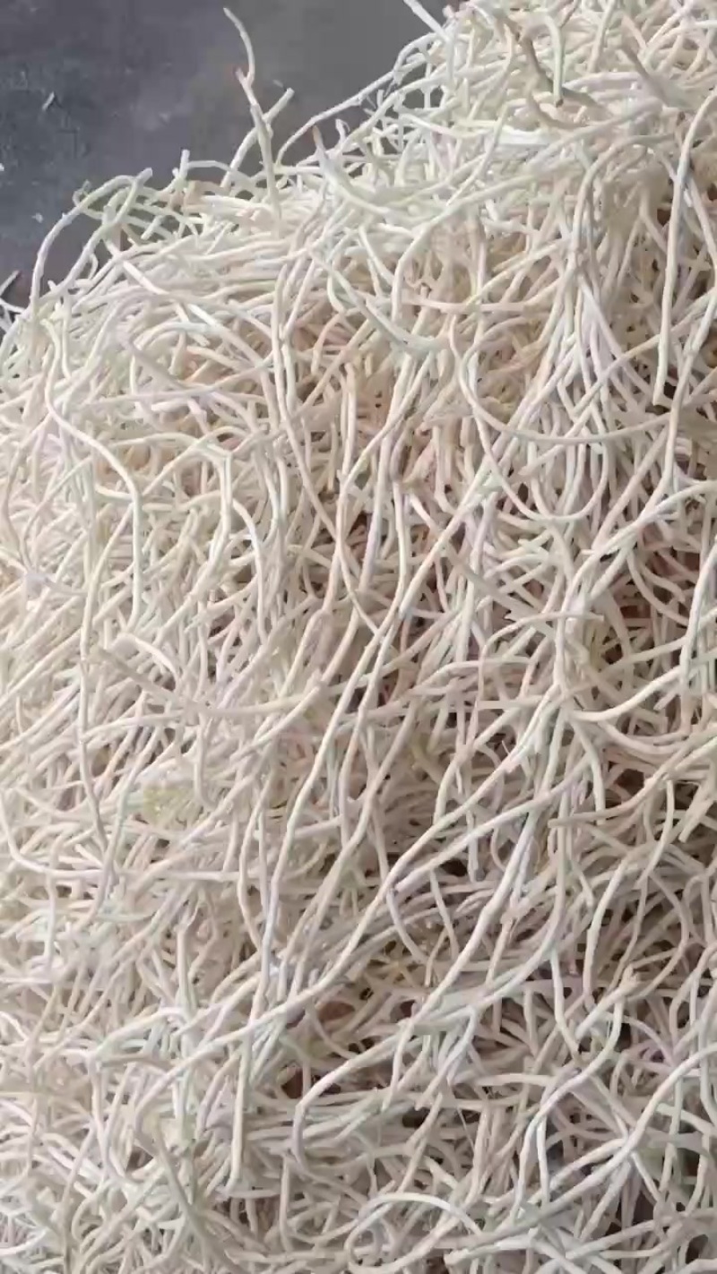 鱼腥草