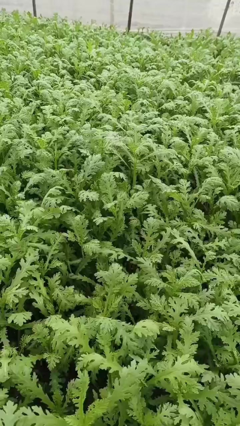 茼蒿