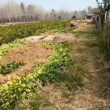 桑苗