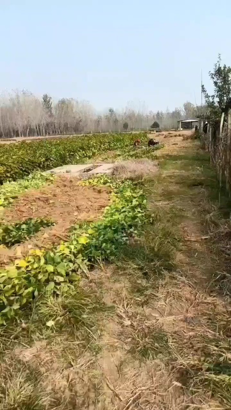 桑苗