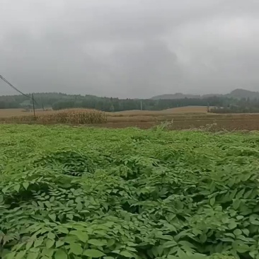 刺嫩芽苗