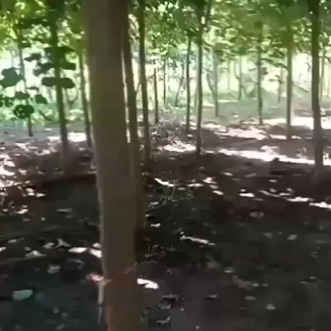 5一7一8一10公分巨紫荆