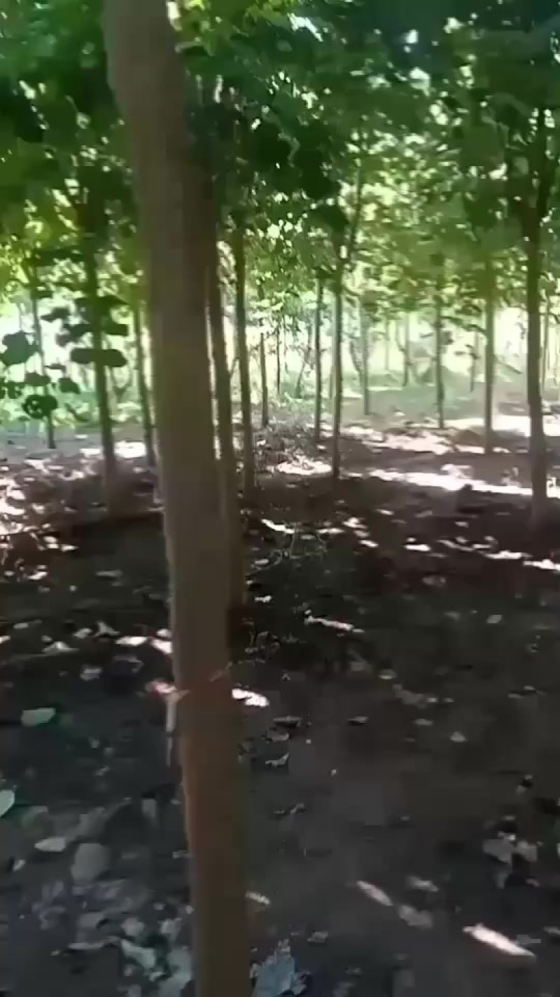 5一7一8一10公分巨紫荆