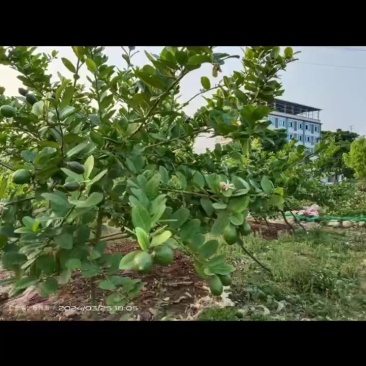 广东香水柠檬