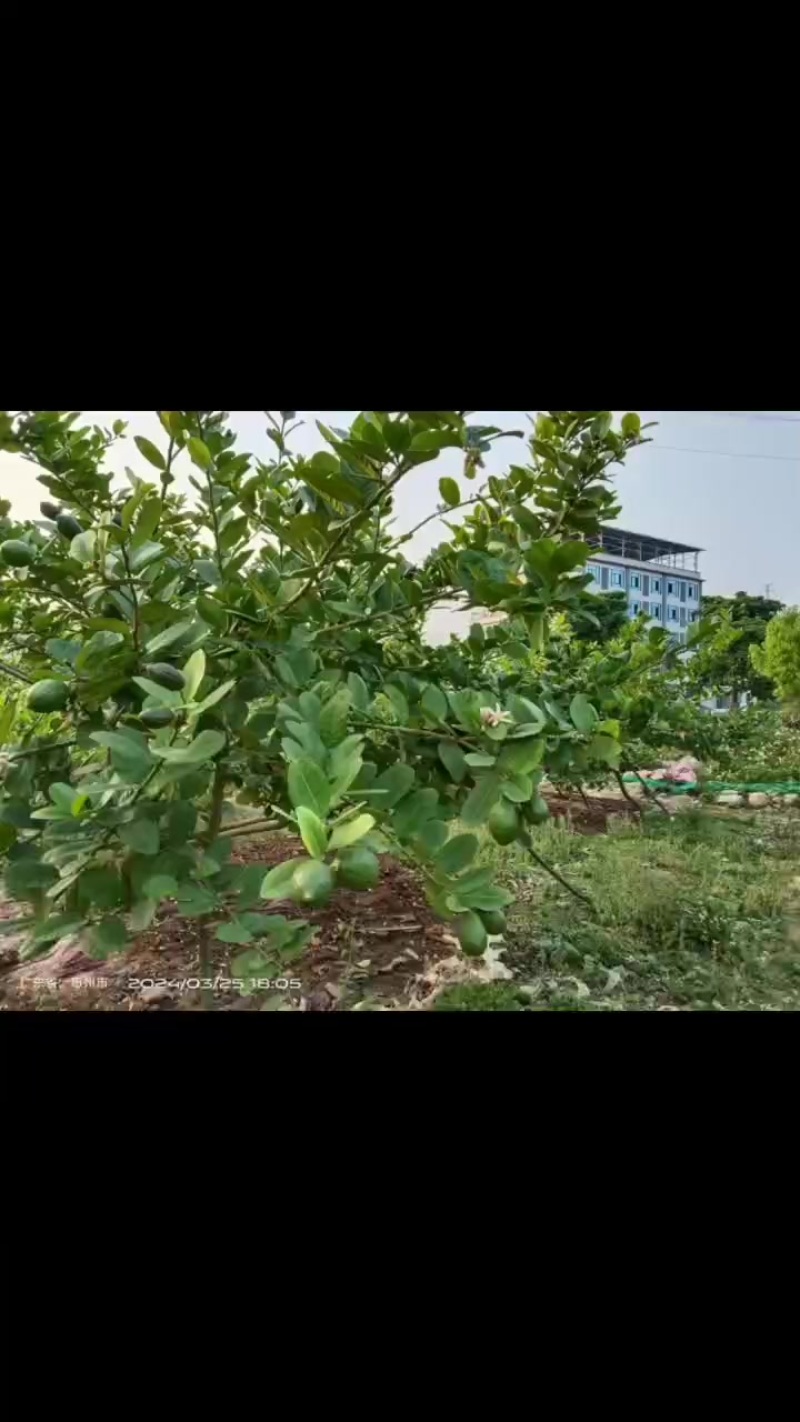 广东香水柠檬