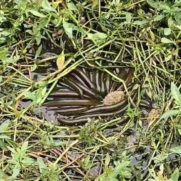 养殖黄鳝