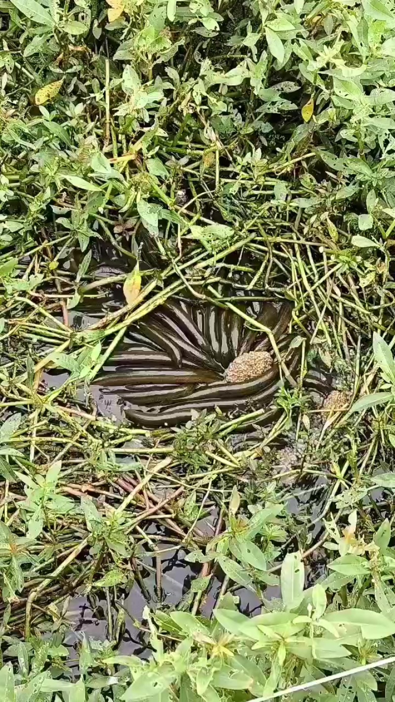 养殖黄鳝