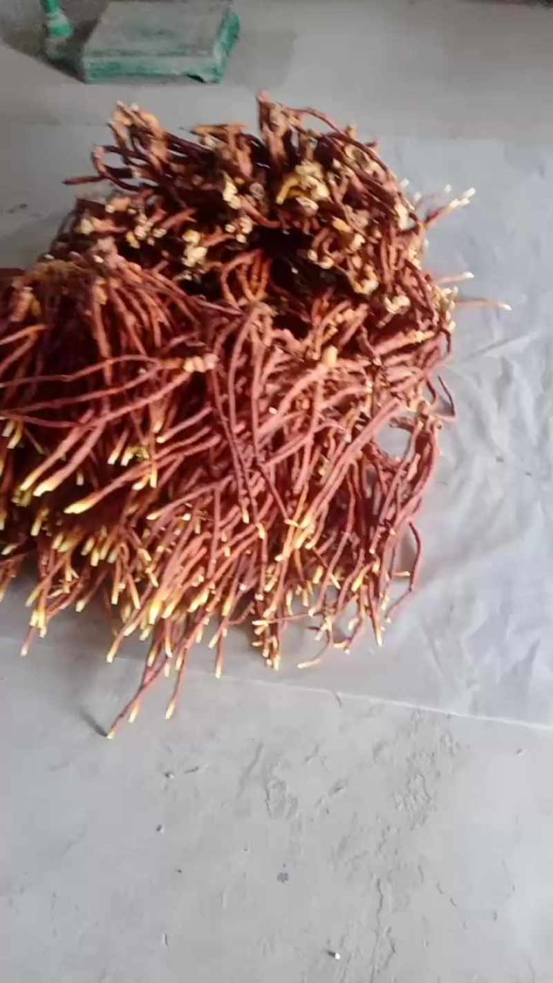 鹿角灵艺干品自家培育大量上市