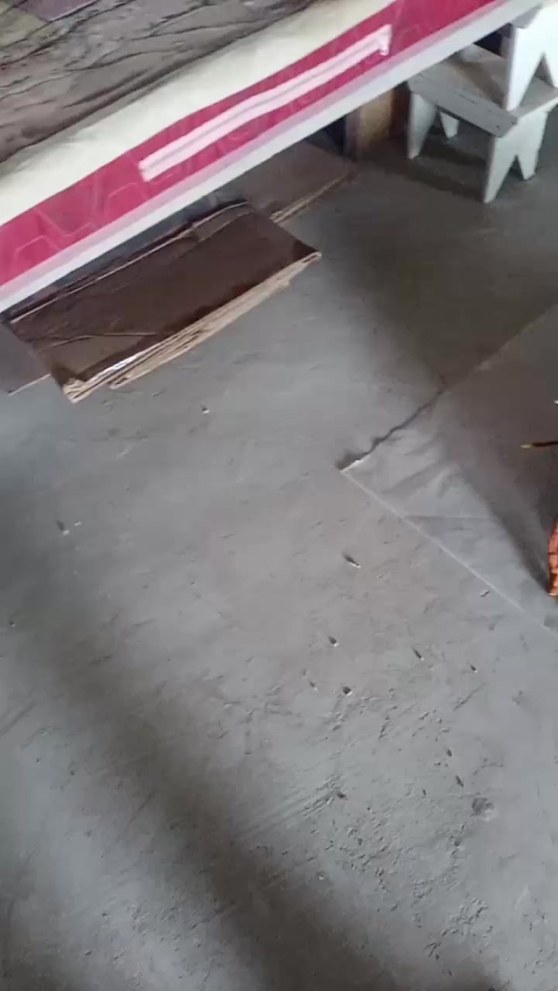 鹿角灵艺干品自家培育大量上市