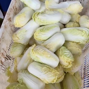 娃娃菜
