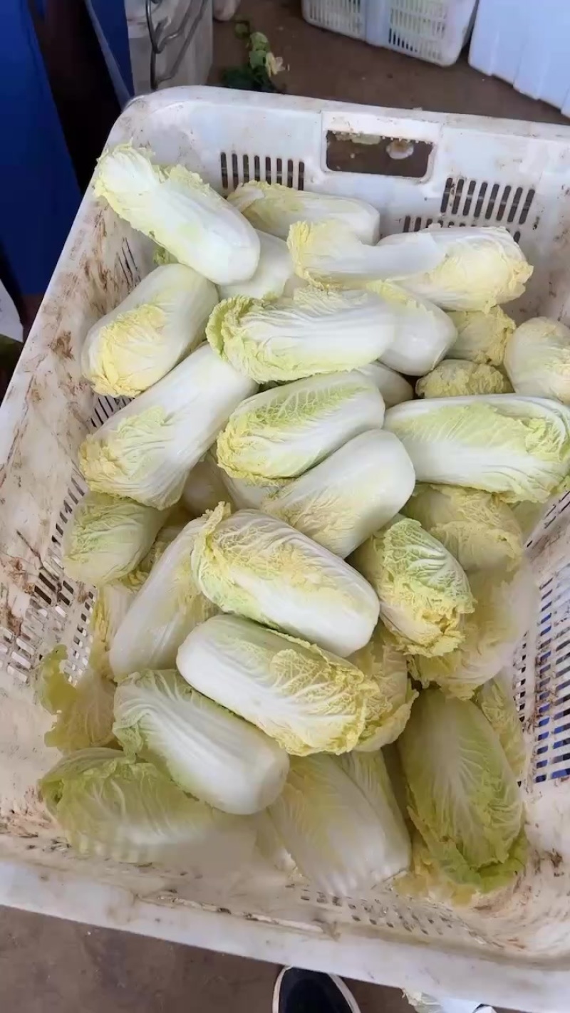 娃娃菜