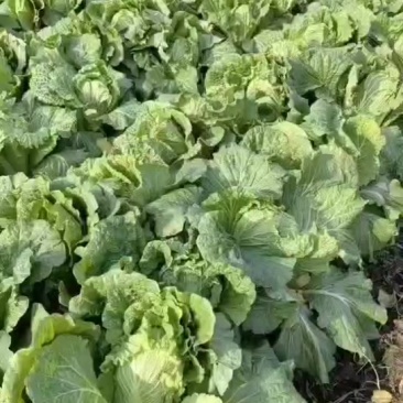 黄心大白菜