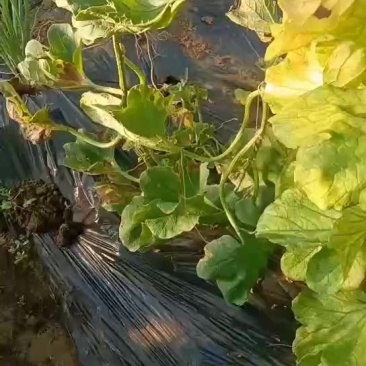 花蕾甜瓜热卖中欢迎省内外朋友前来光顾