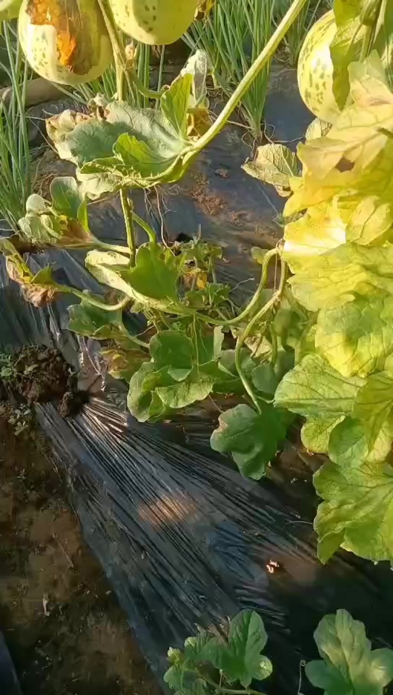 花蕾甜瓜热卖中欢迎省内外朋友前来光顾
