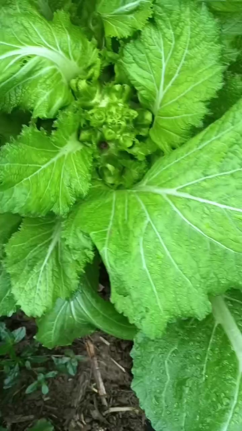 5百亩儿菜准备上市了，希望新老顾客前来采购！！