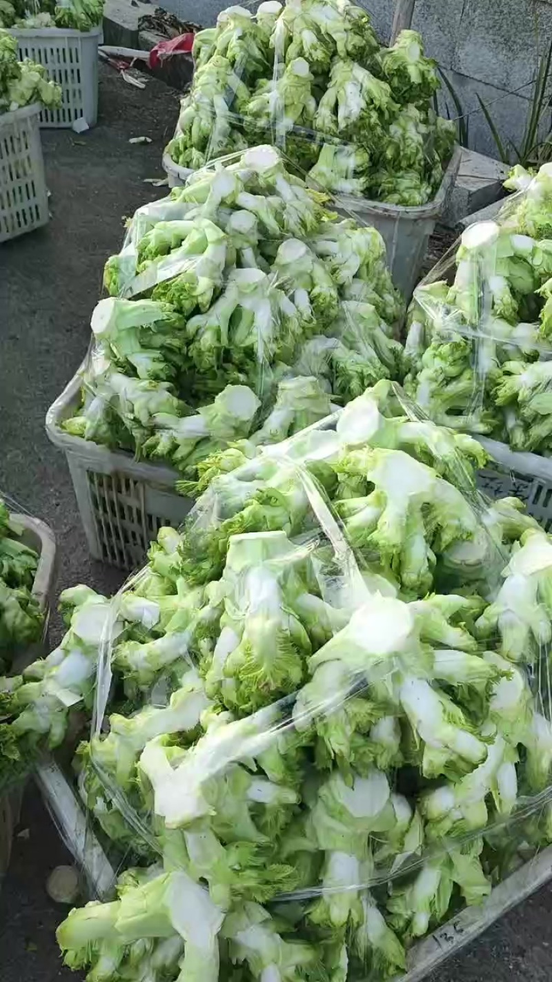 5百亩儿菜准备上市了，希望新老顾客前来采购！！