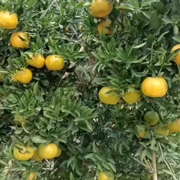 椪柑已出货，需要的老板来采