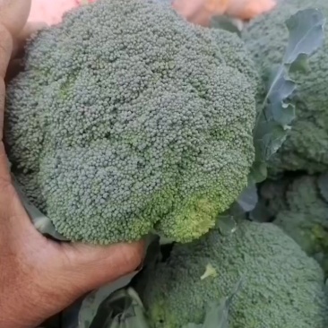 酉三花