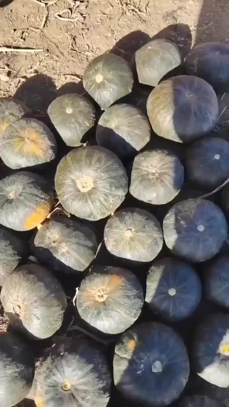 内蒙贝贝
