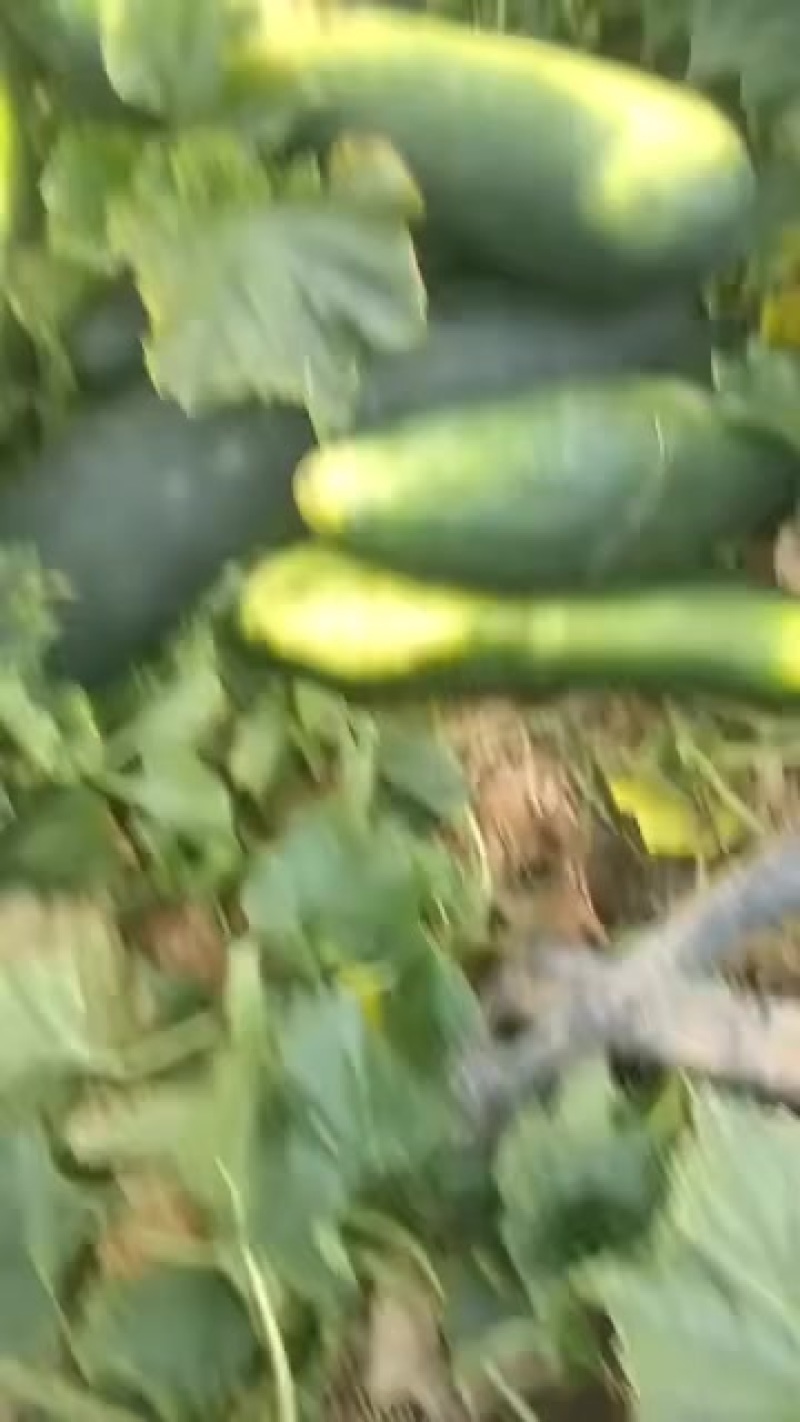 大棚冬瓜