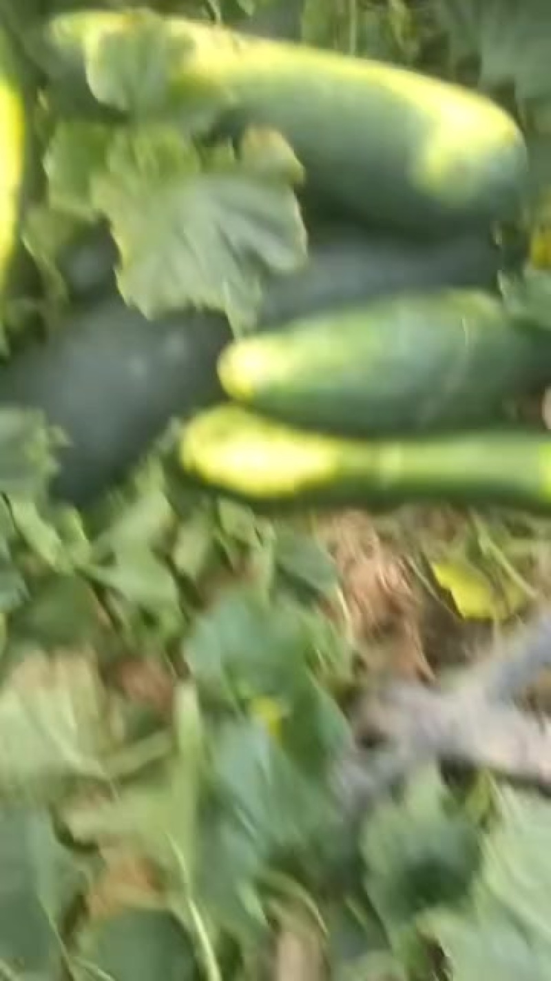 大棚冬瓜