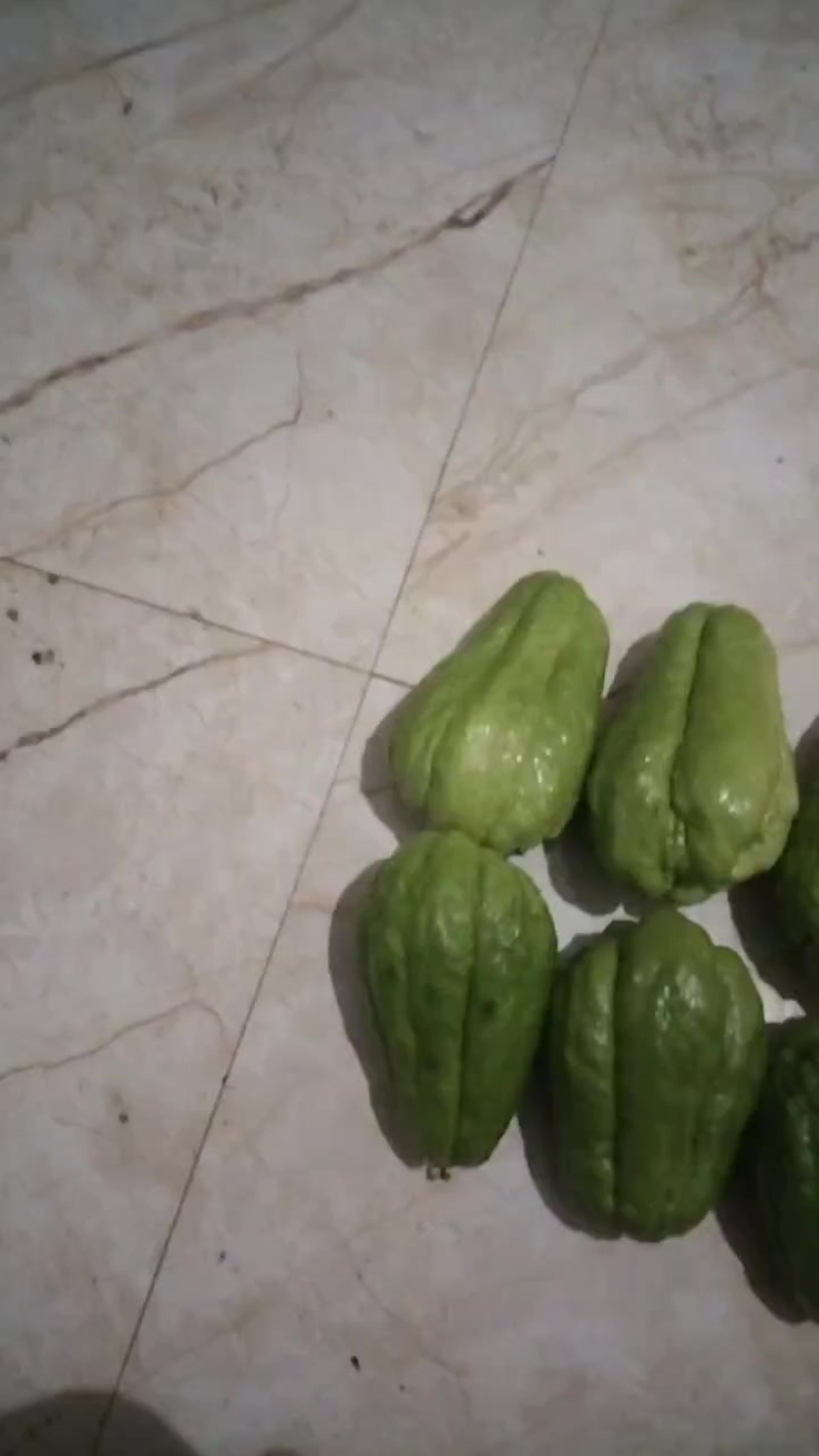 棚瓜佛手瓜