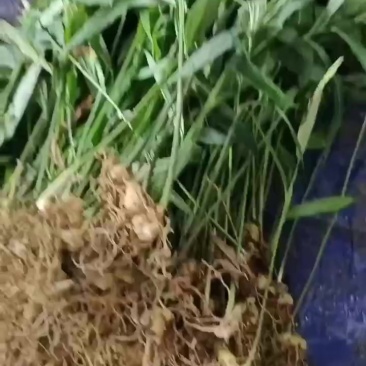 精品黄精苗