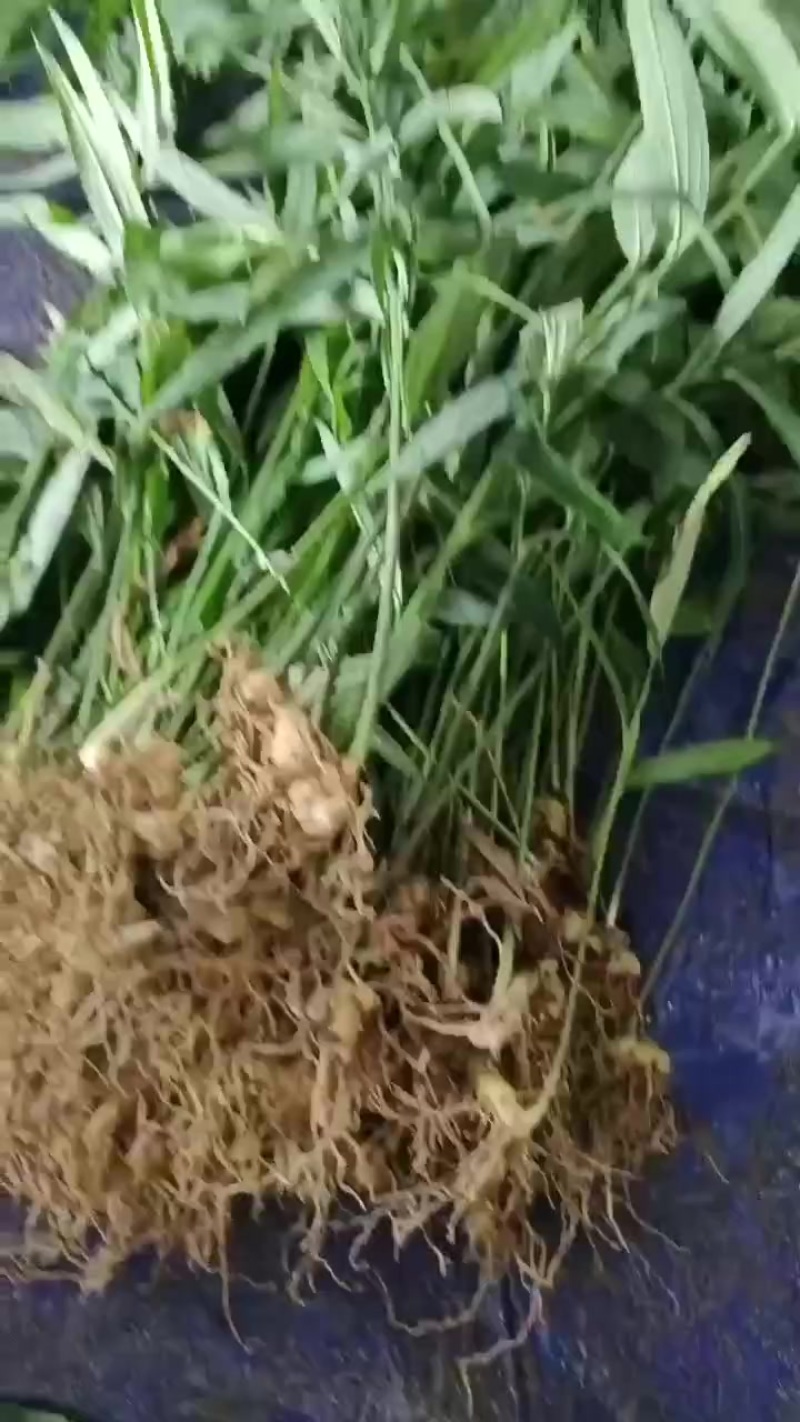 精品黄精苗