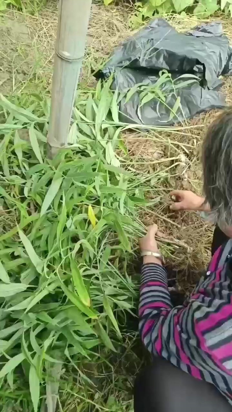 精品黄精苗