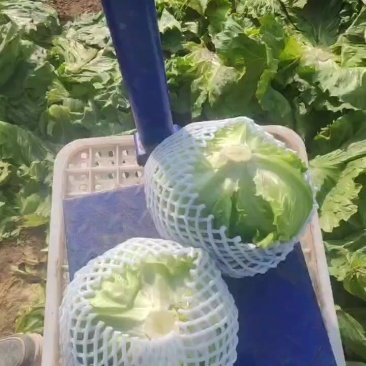 【球生菜】河南南阳生菜货量大全国接单无虫眼黑点净菜上车有包装