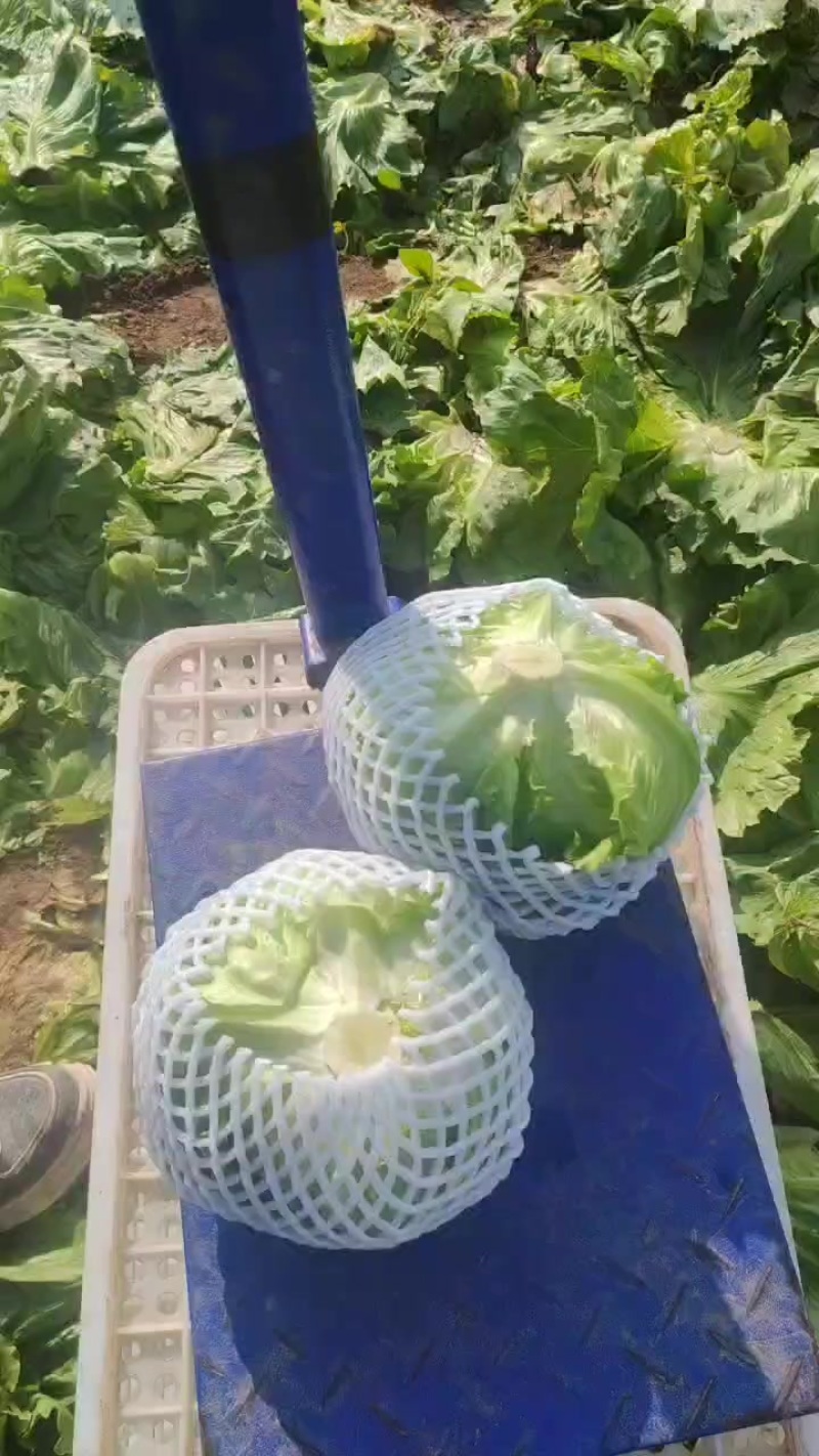 【球生菜】河南南阳生菜货量大全国接单无虫眼黑点净菜上车有包装