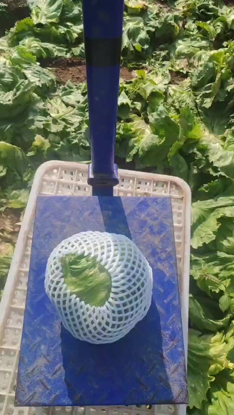 【球生菜】河南南阳生菜货量大全国接单无虫眼黑点净菜上车有包装