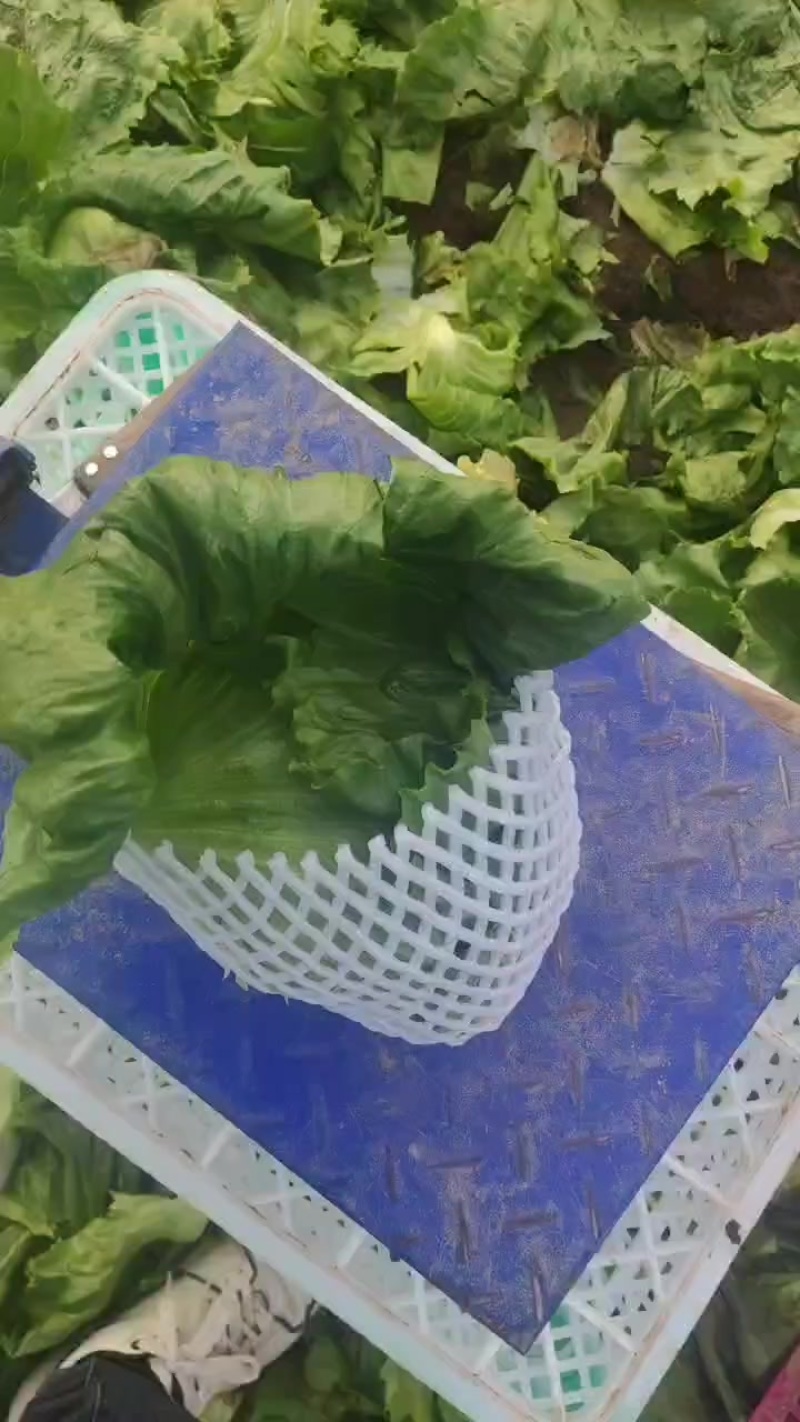 【球生菜】河南南阳生菜货量大全国接单无虫眼黑点净菜上车有包装