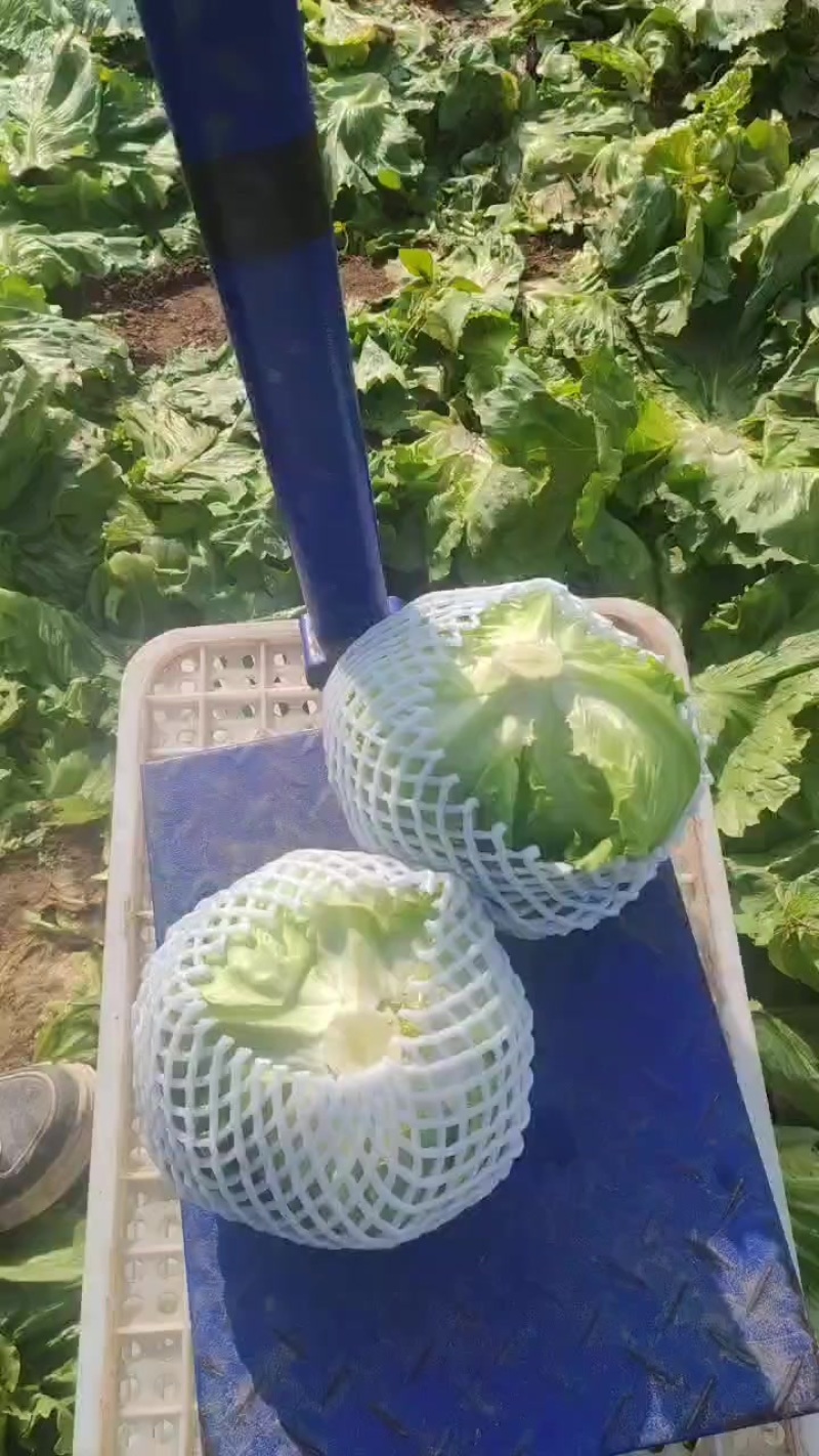 【球生菜】河南南阳生菜货量大全国接单无虫眼黑点净菜上车有包装
