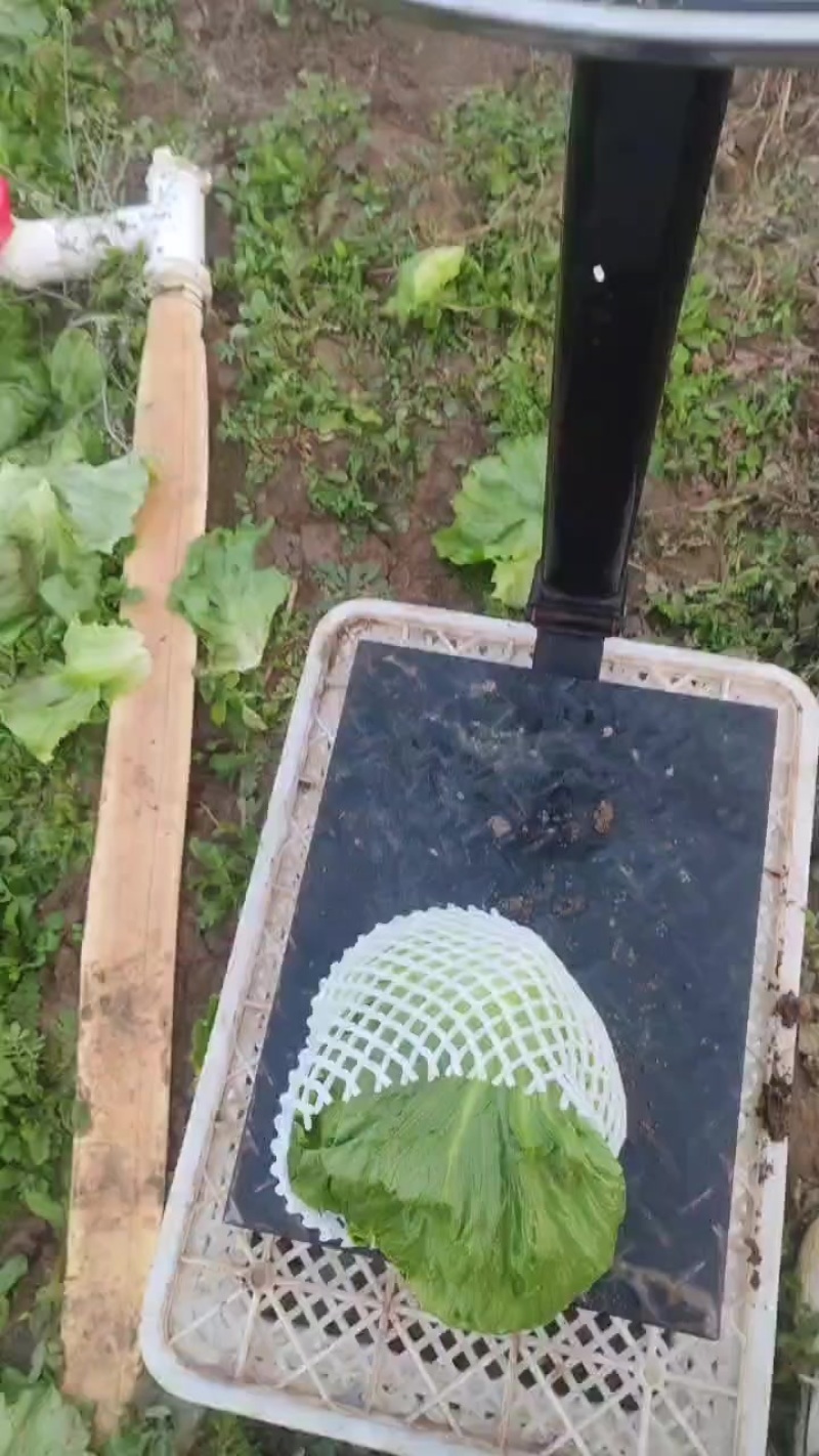 【球生菜】河南南阳生菜货量大全国接单无虫眼黑点净菜上车有包装