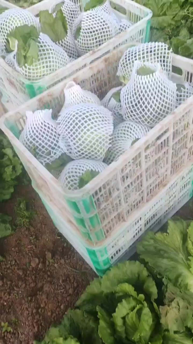 【球生菜】河南南阳生菜货量大全国接单无虫眼黑点净菜上车有包装