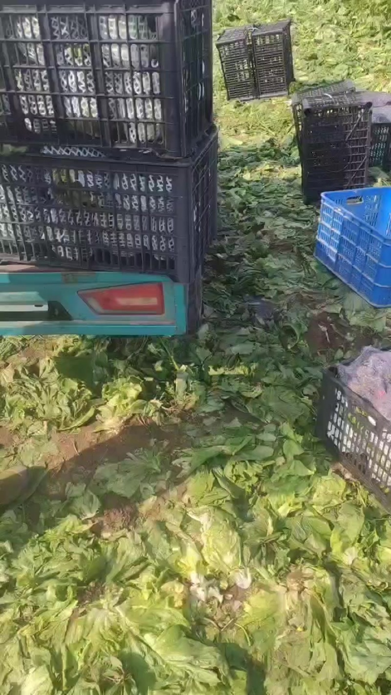 【球生菜】河南南阳生菜货量大全国接单无虫眼黑点净菜上车有包装
