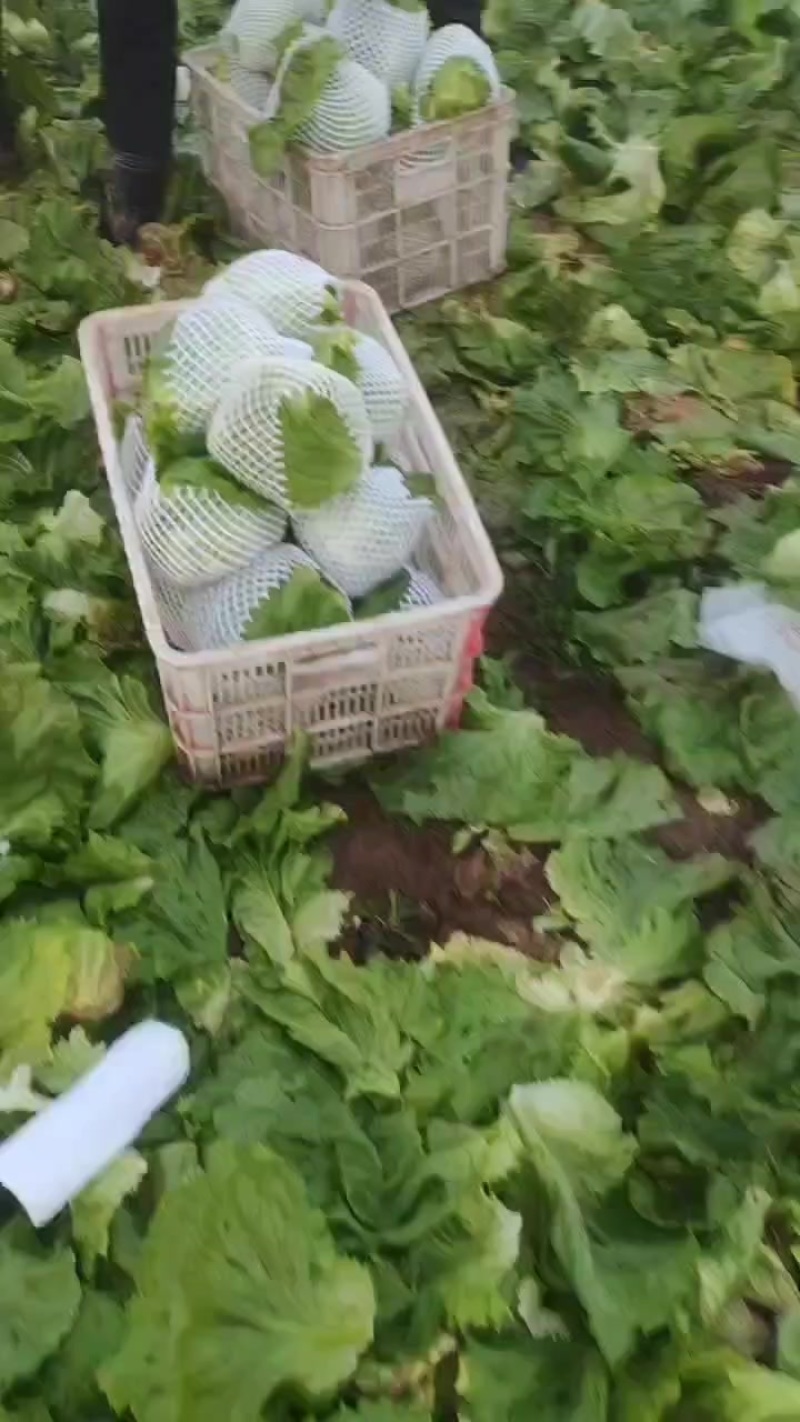 【球生菜】河南南阳生菜货量大全国接单无虫眼黑点净菜上车有包装