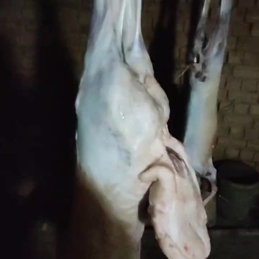 现捡现发羊肉货源充足量大从优