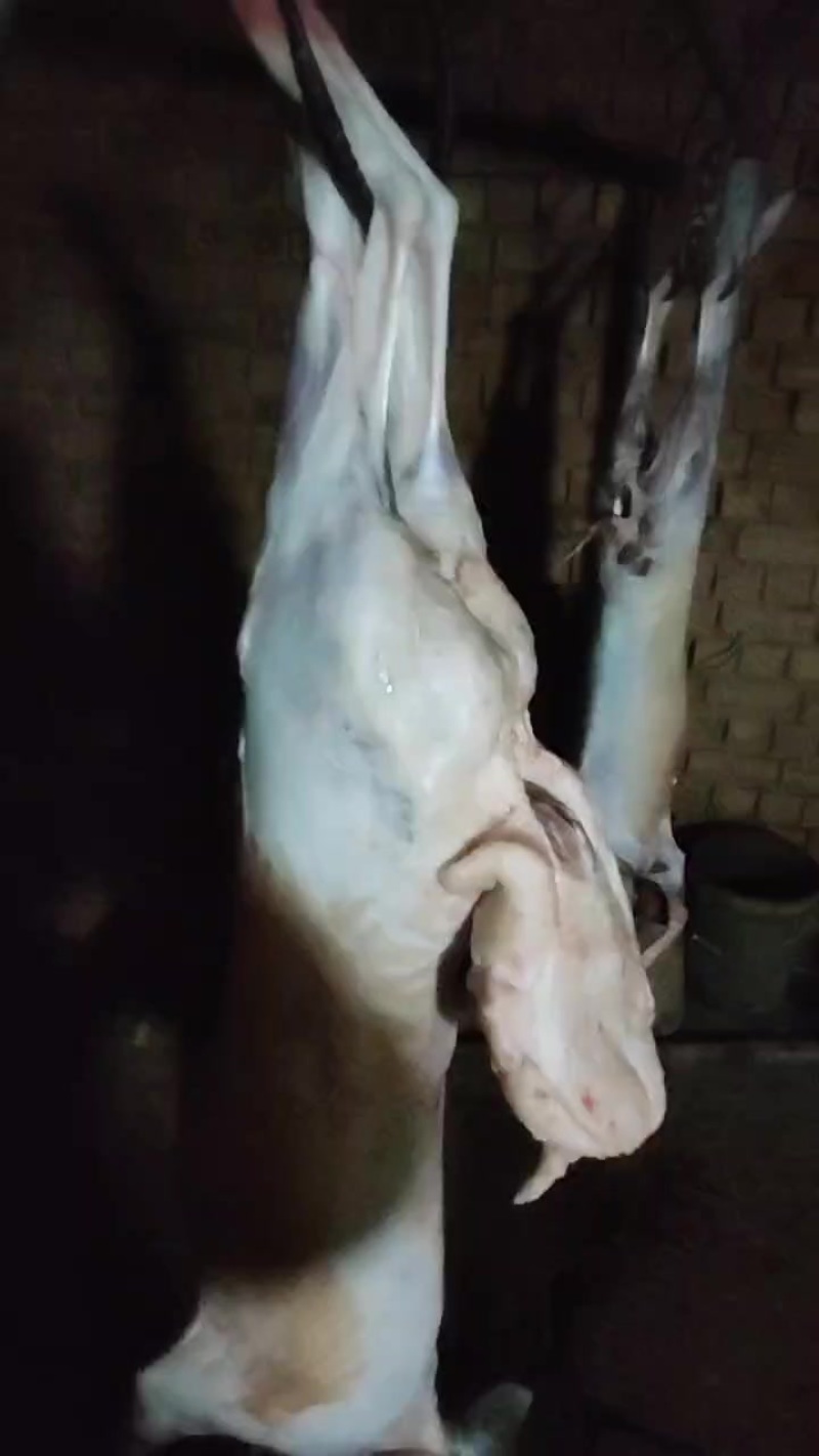 现捡现发羊肉货源充足量大从优