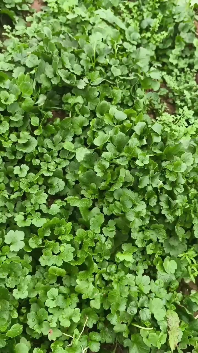 猫爪草苗木供应产地直达价格优惠
