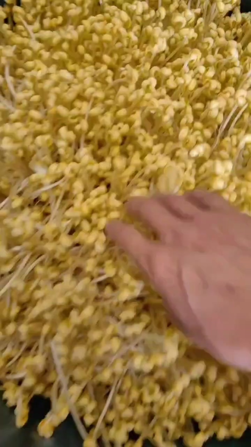 黄豆芽