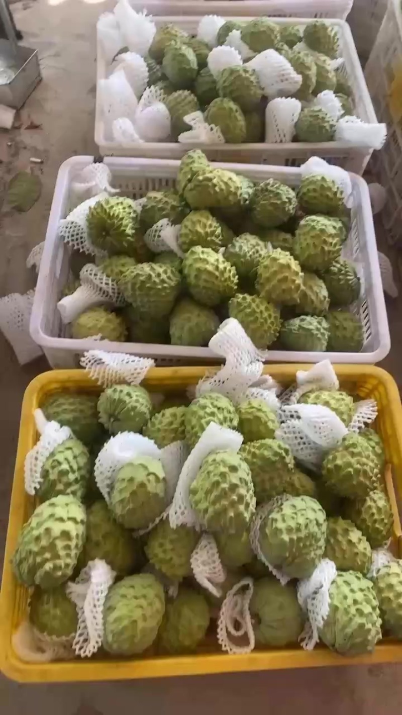 自家果园种植凤梨释迦，欢迎各大电商合