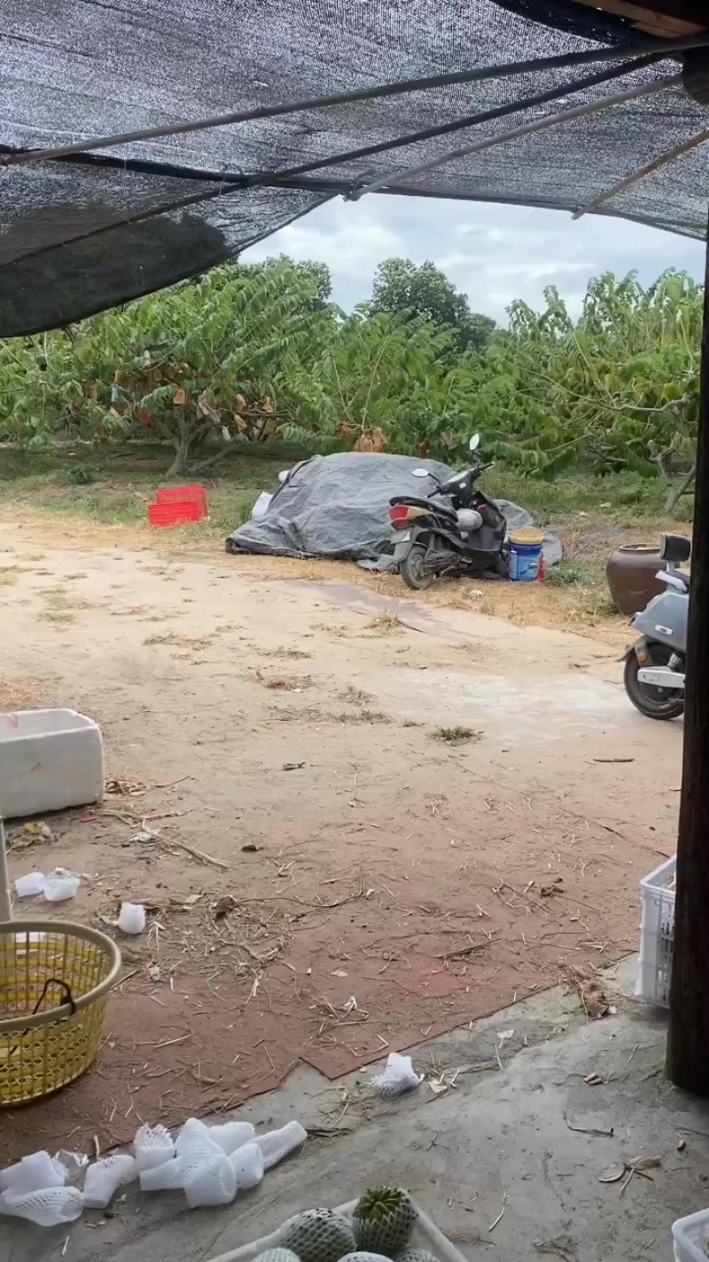 自家果园种植凤梨释迦，欢迎各大电商合