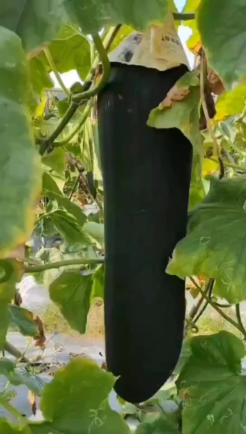 冬瓜