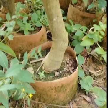 桂味荔枝苗