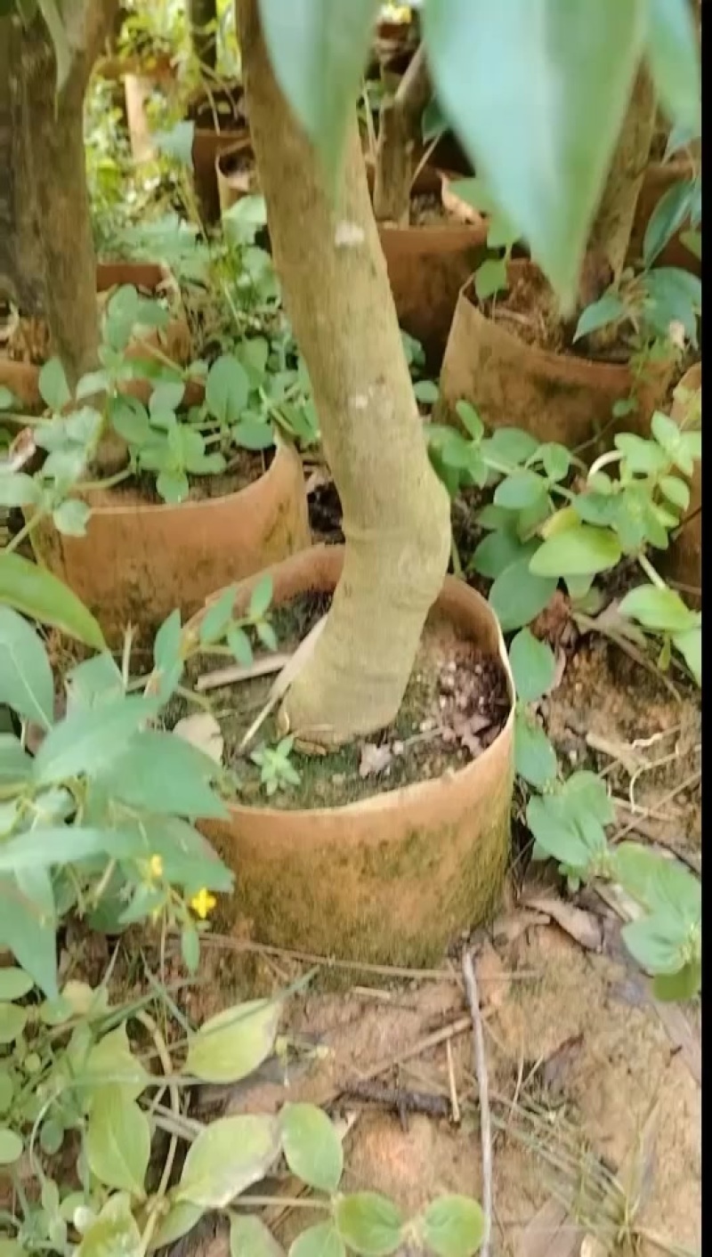 桂味荔枝苗