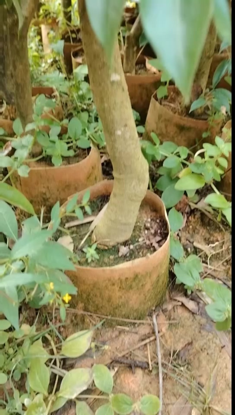 桂味荔枝苗