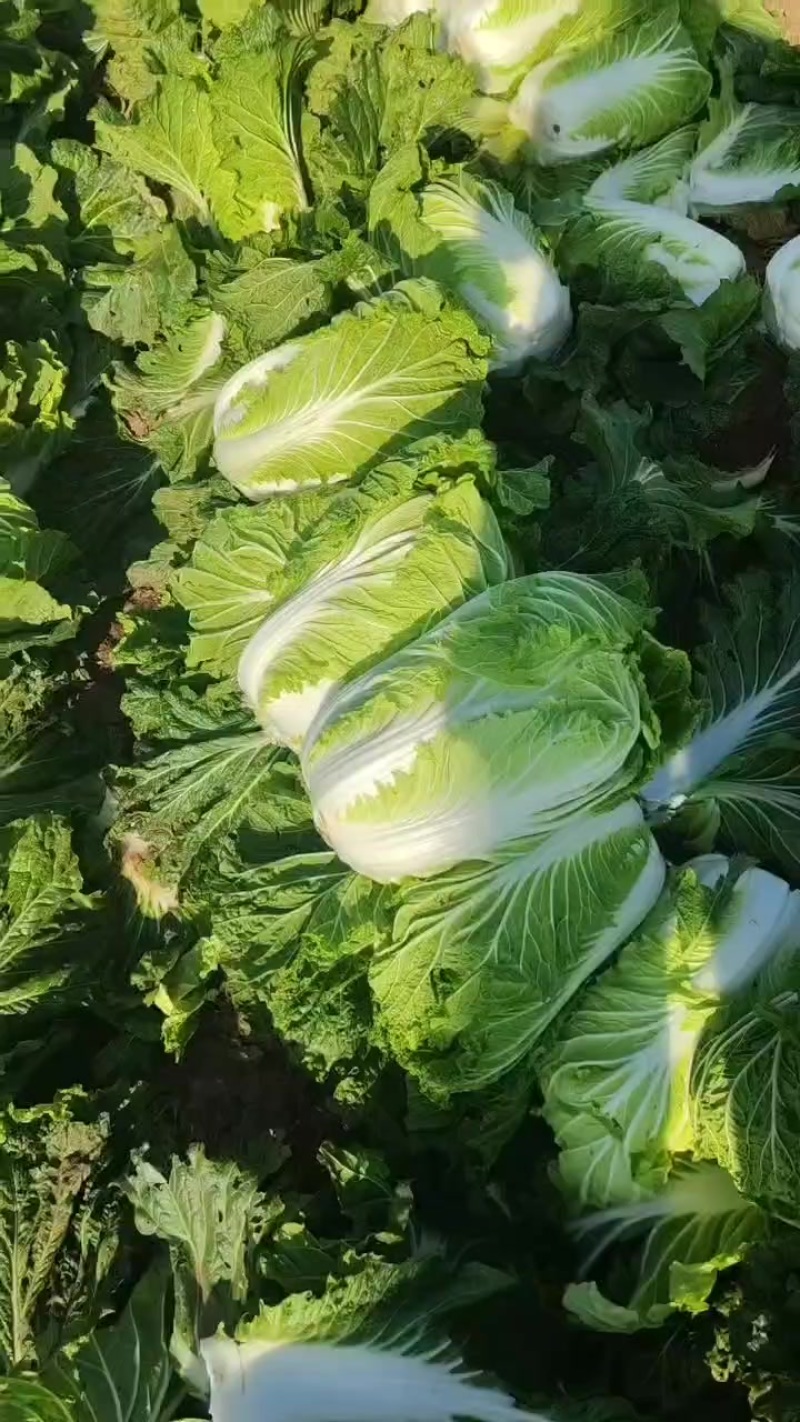 精品黄心白菜货源充足量大从优对接全国生意电商市场行情好